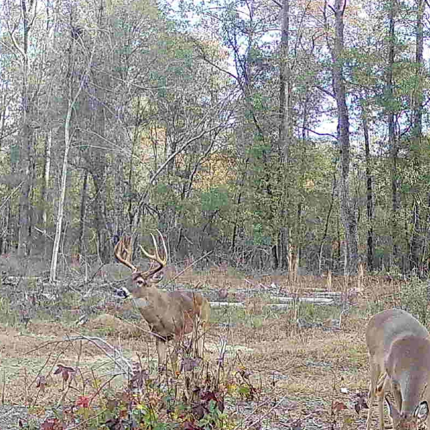 deers eating