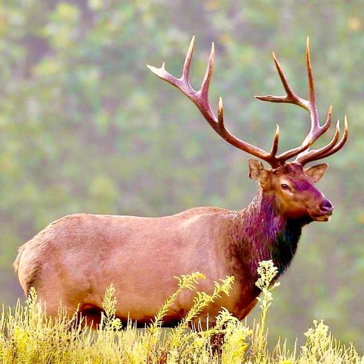 elk hunting 1