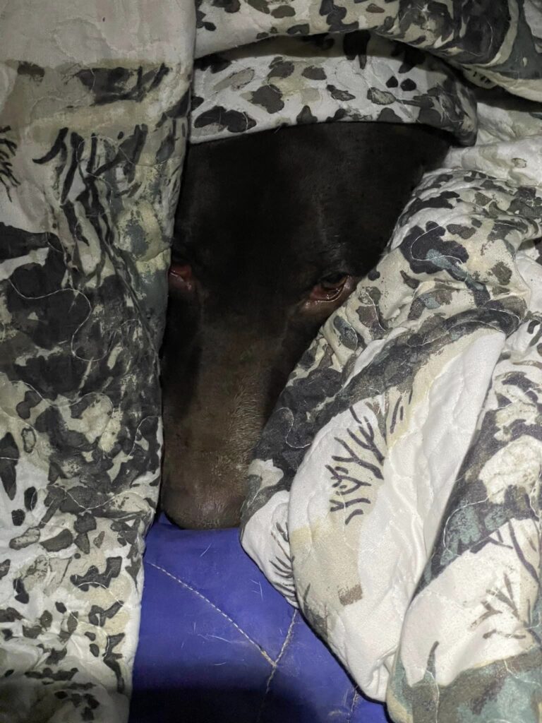 doggo in sheets